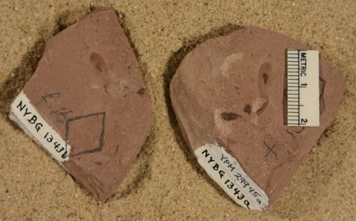 Antholithes sp.
