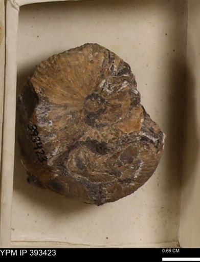 Scaphites sp.