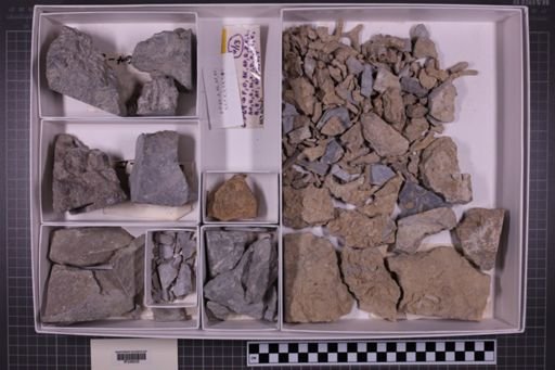 mixed taxa, stratigraphic collection