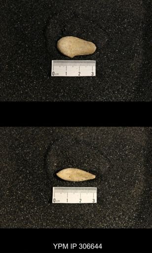 Phestia bellistriata