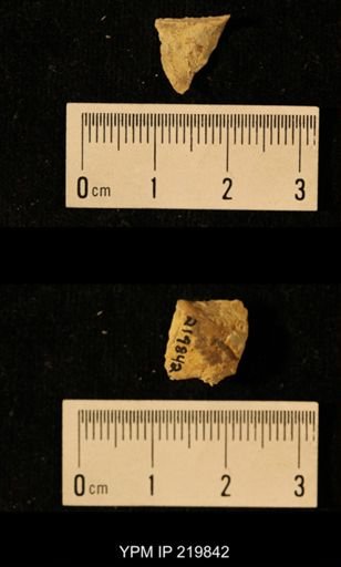 Chonetes granulifer
