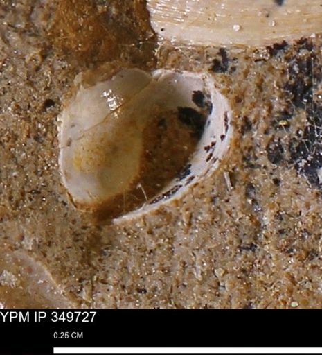 undet. Mollusca