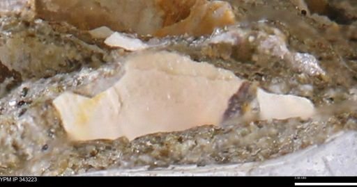 undet. Bivalvia