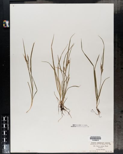 Carex aurea