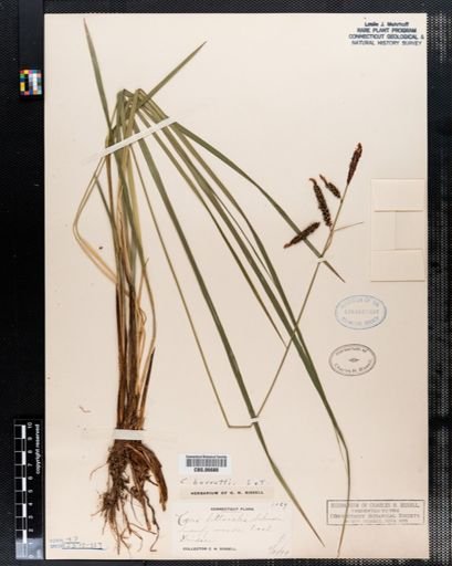 Carex barrattii