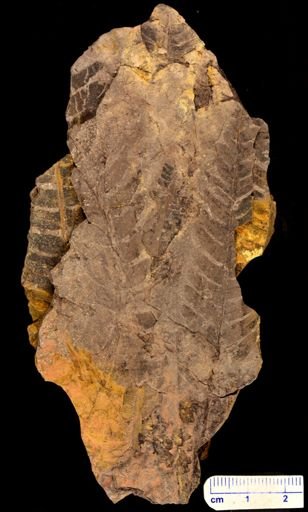 Cladophlebis sp.