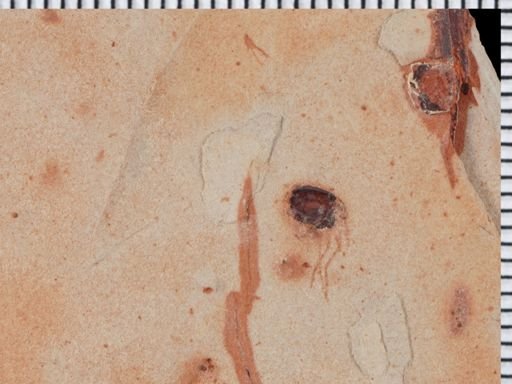 undet. Insecta