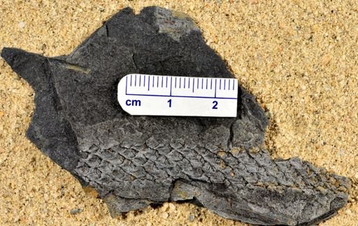 Lepidodendron sp.