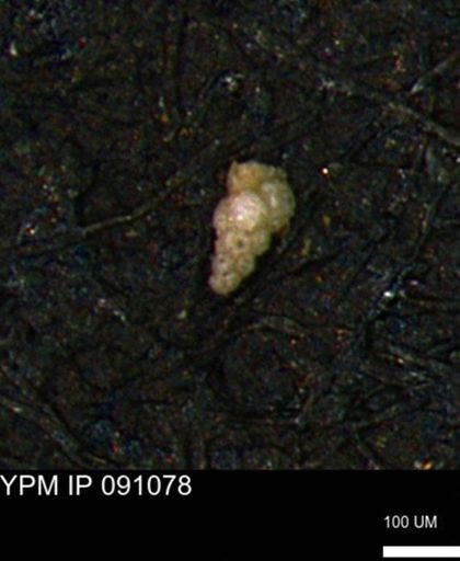 Verneuilinoides kansasensis