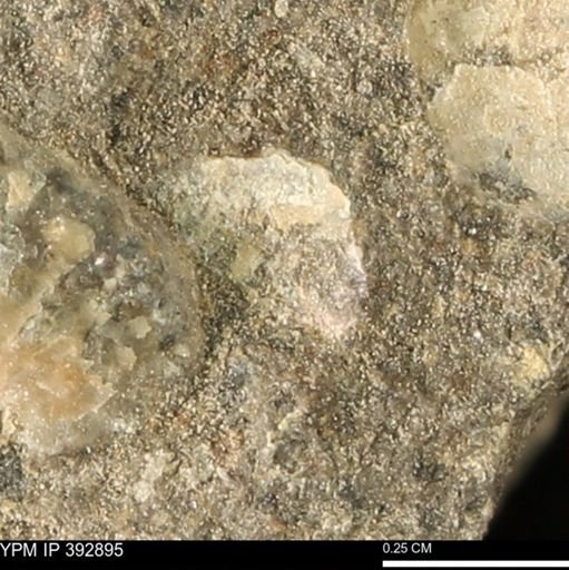 undet. Mollusca