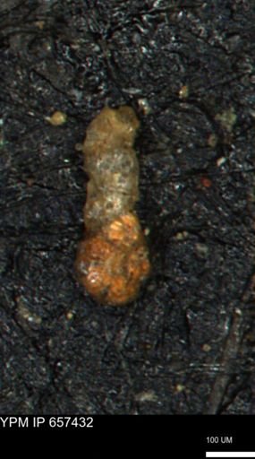 Ammobaculites petilus