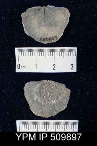 undet. Strophomenida