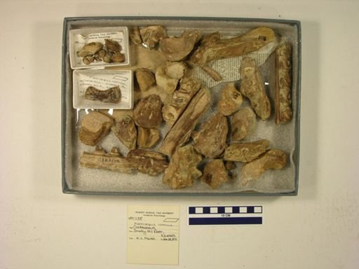 Platecarpus ictericus