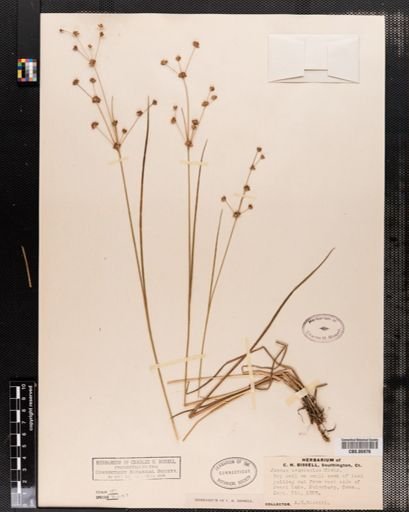 Juncus