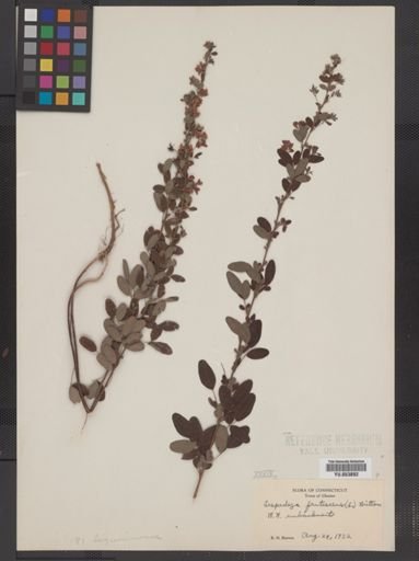 Lespedeza intermedia