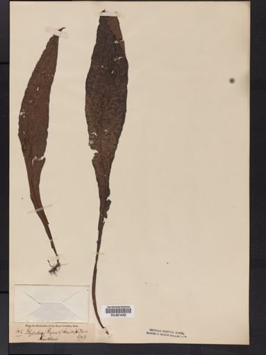 Polypodium