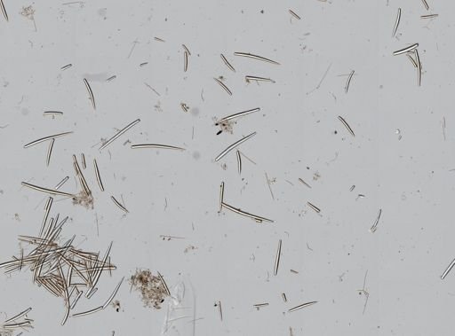 Clathria pennata