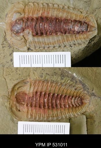 Bavarilla zemmourensis