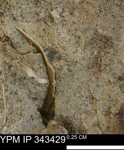 undet. Mollusca