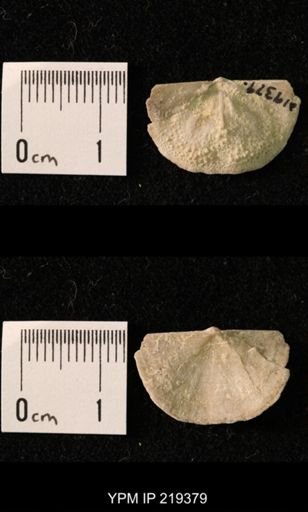 Chonetes granulifer