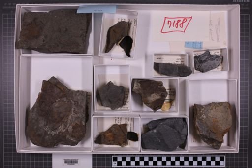 mixed taxa, stratigraphic collection