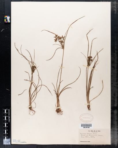 Cyperus grayi