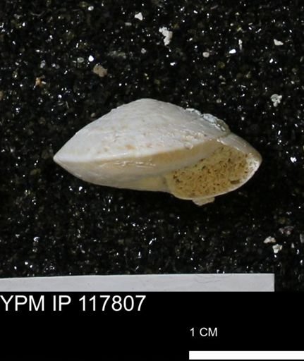 Poecilozonites bermudensis sieglindae