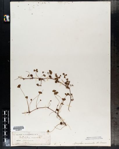 Marsilea