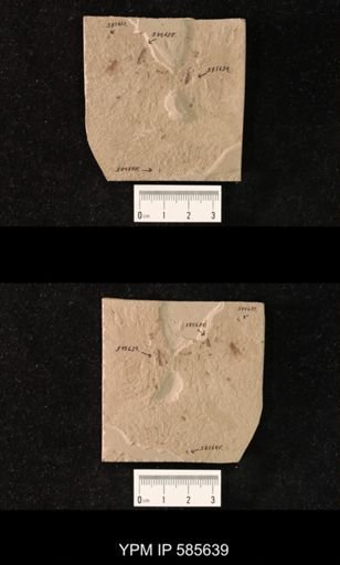 undet. Coleoptera