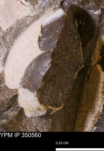 undet. Bivalvia