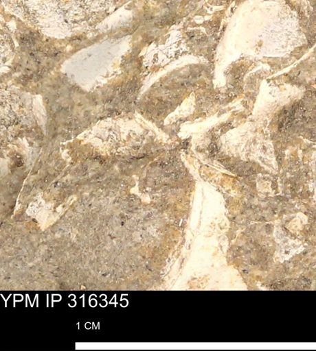 undet. Mollusca