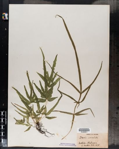 Pteris