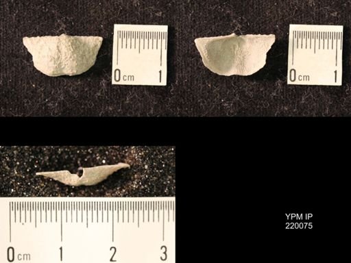 Chonetina flemingi alata