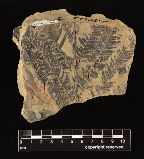 Calcaropteris boeselii