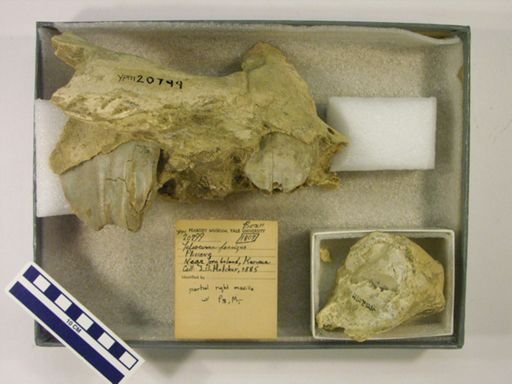 Teleoceras fossiger