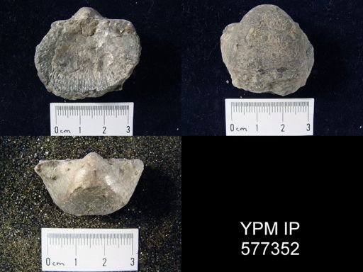 Productus horridus