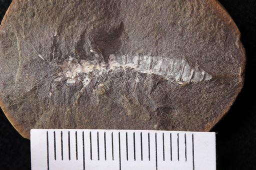 Acanthotelson stimpsoni