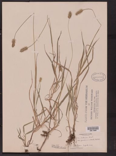 Setaria geniculata imberbis