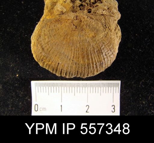 undet. Productidae