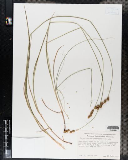 Carex merritt-fernaldii
