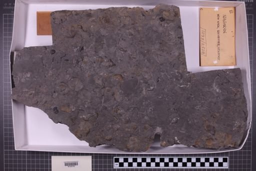mixed taxa, stratigraphic collection