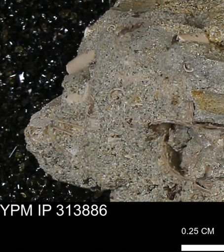 undet. Scaphopoda