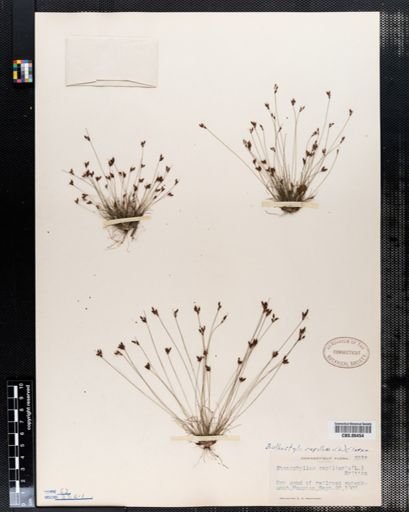 Bulbostylis capillaris