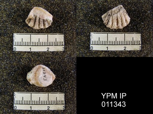Meekella skenoides