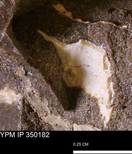 undet. Bivalvia