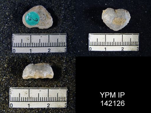 Marginifera typica