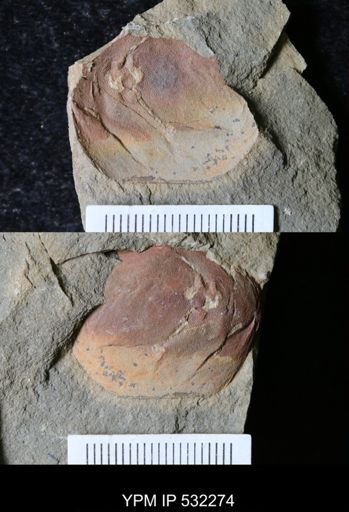 undet. Arthropoda