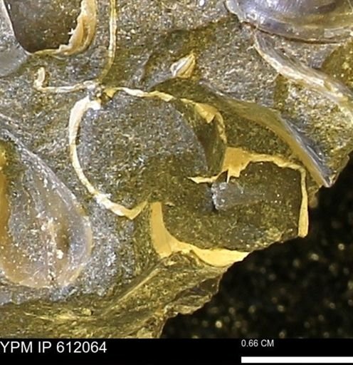 undet. Mollusca