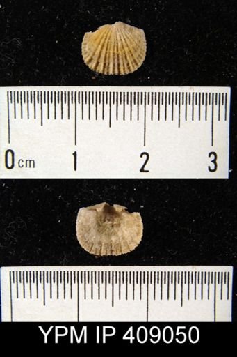 Hesperorthis sp.