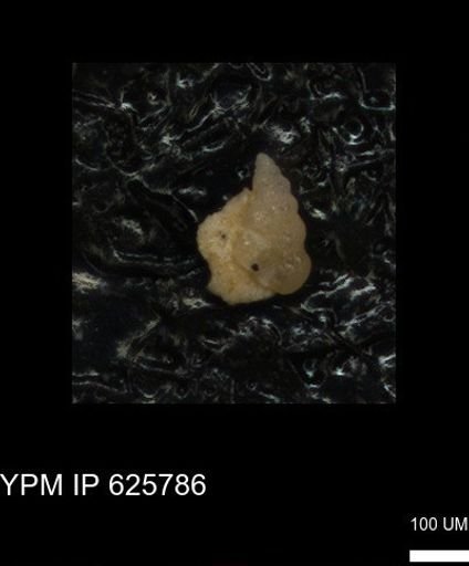 Heterohelicidae